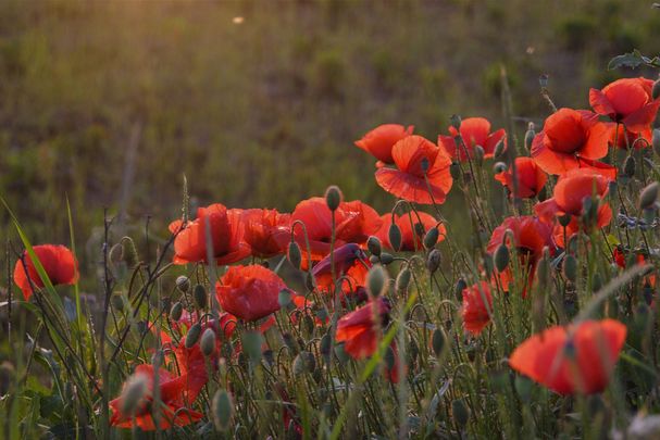 Klatschmohn, Papaver rhoeas, common poppy