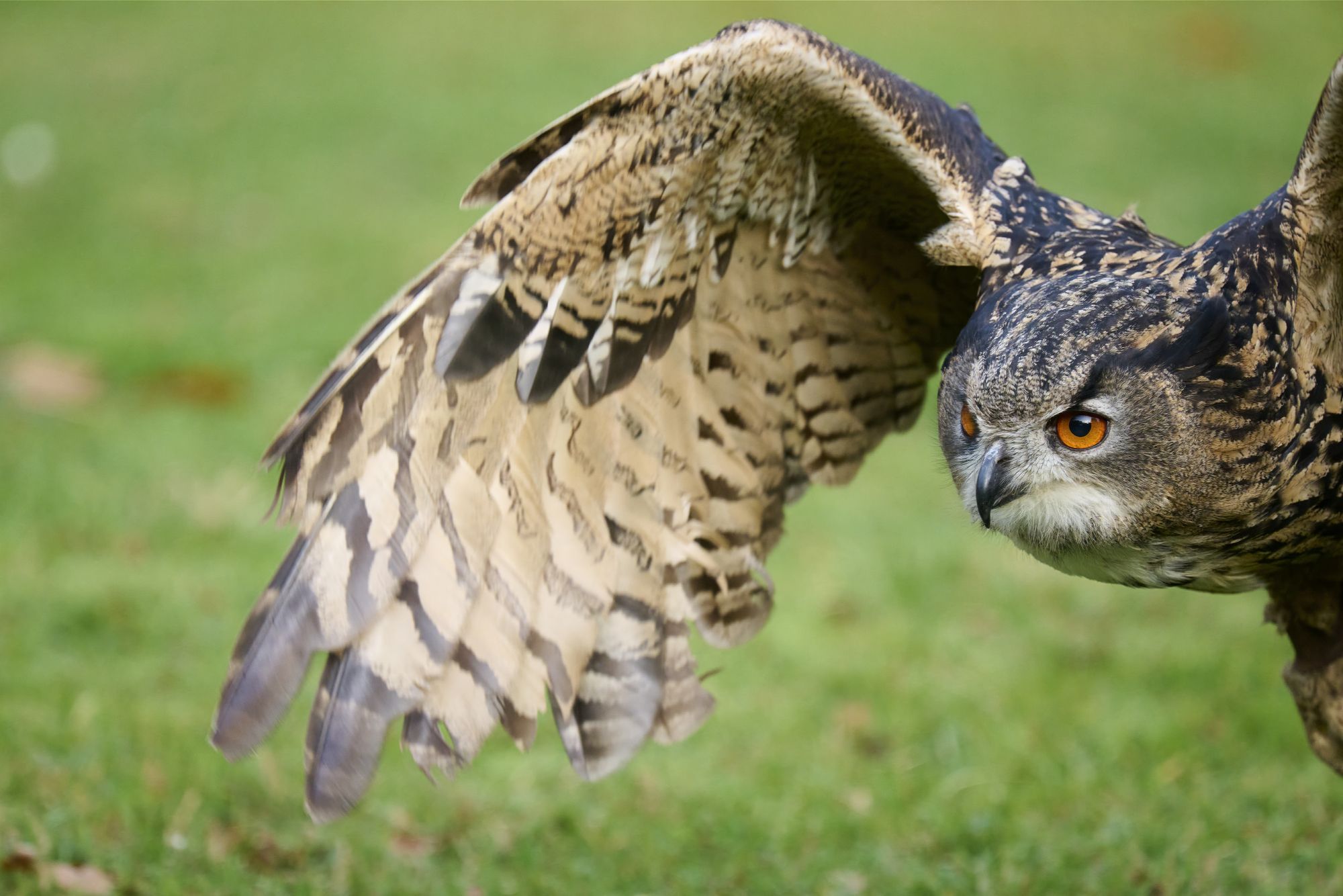 Uhu, Bubo bubo, European eagle owl