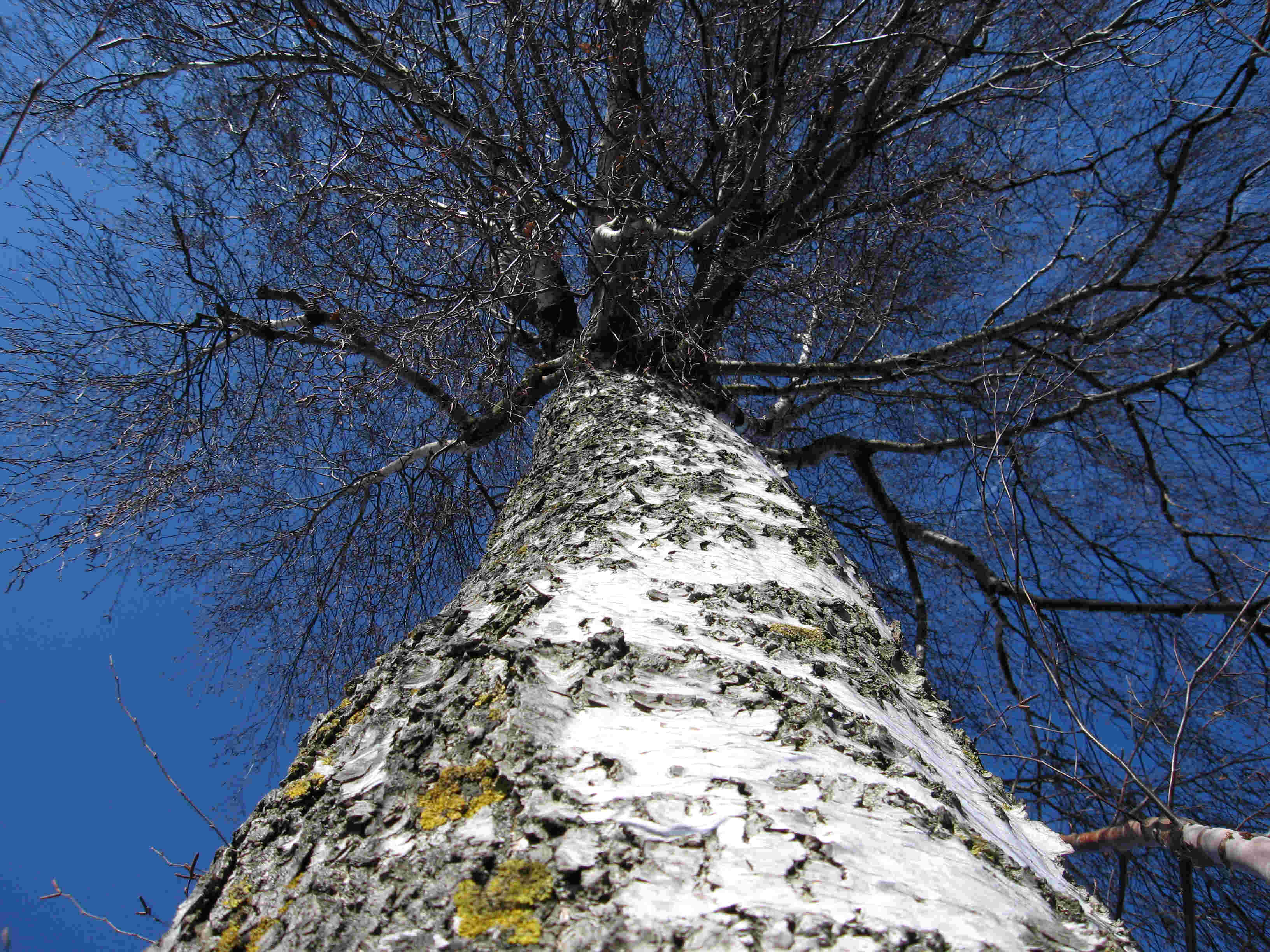Birke an einem Feldweg